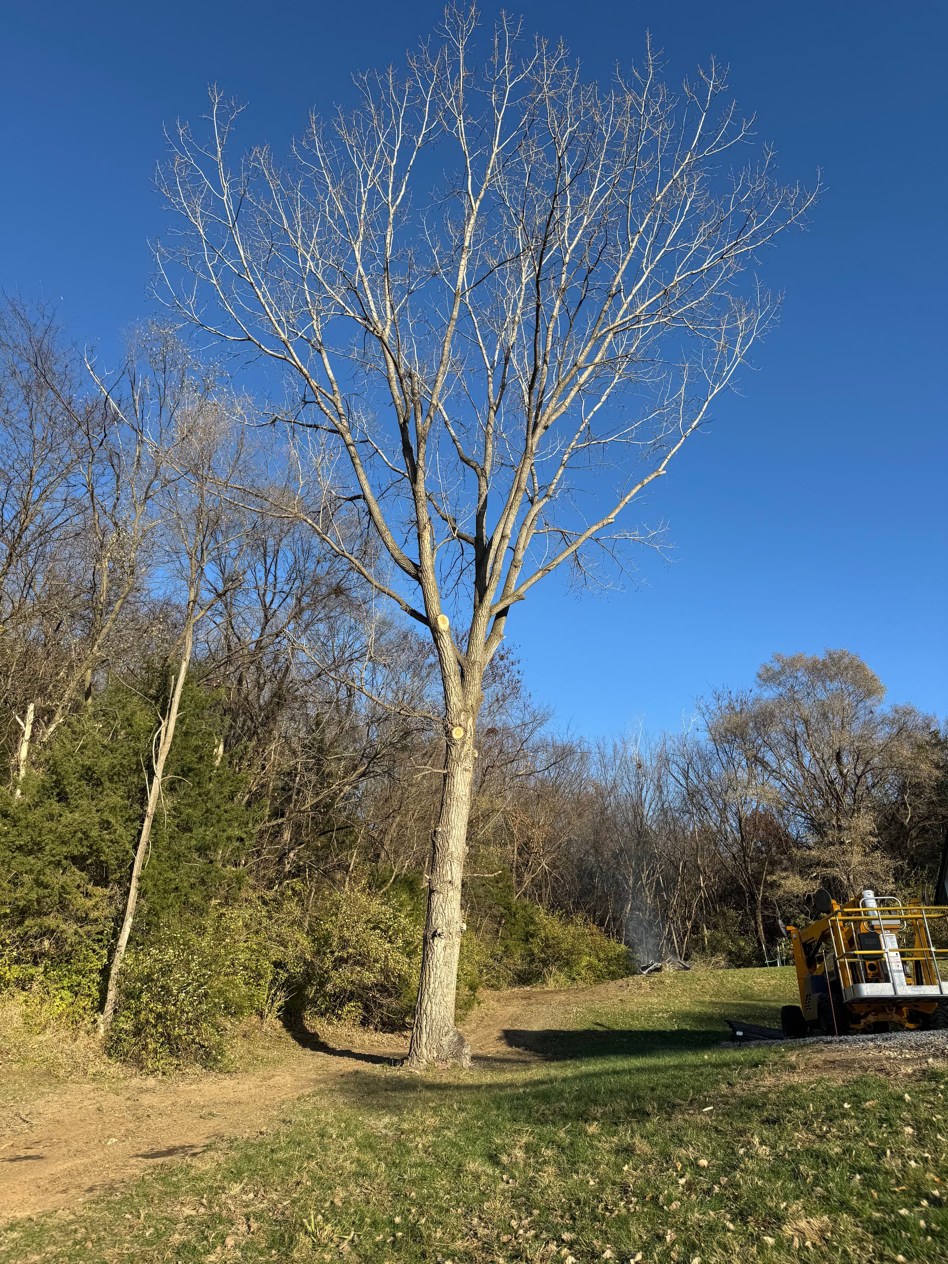 Gallery photos for 12 Tree Removal Job for a Retail Client Start to Finish: Image #1