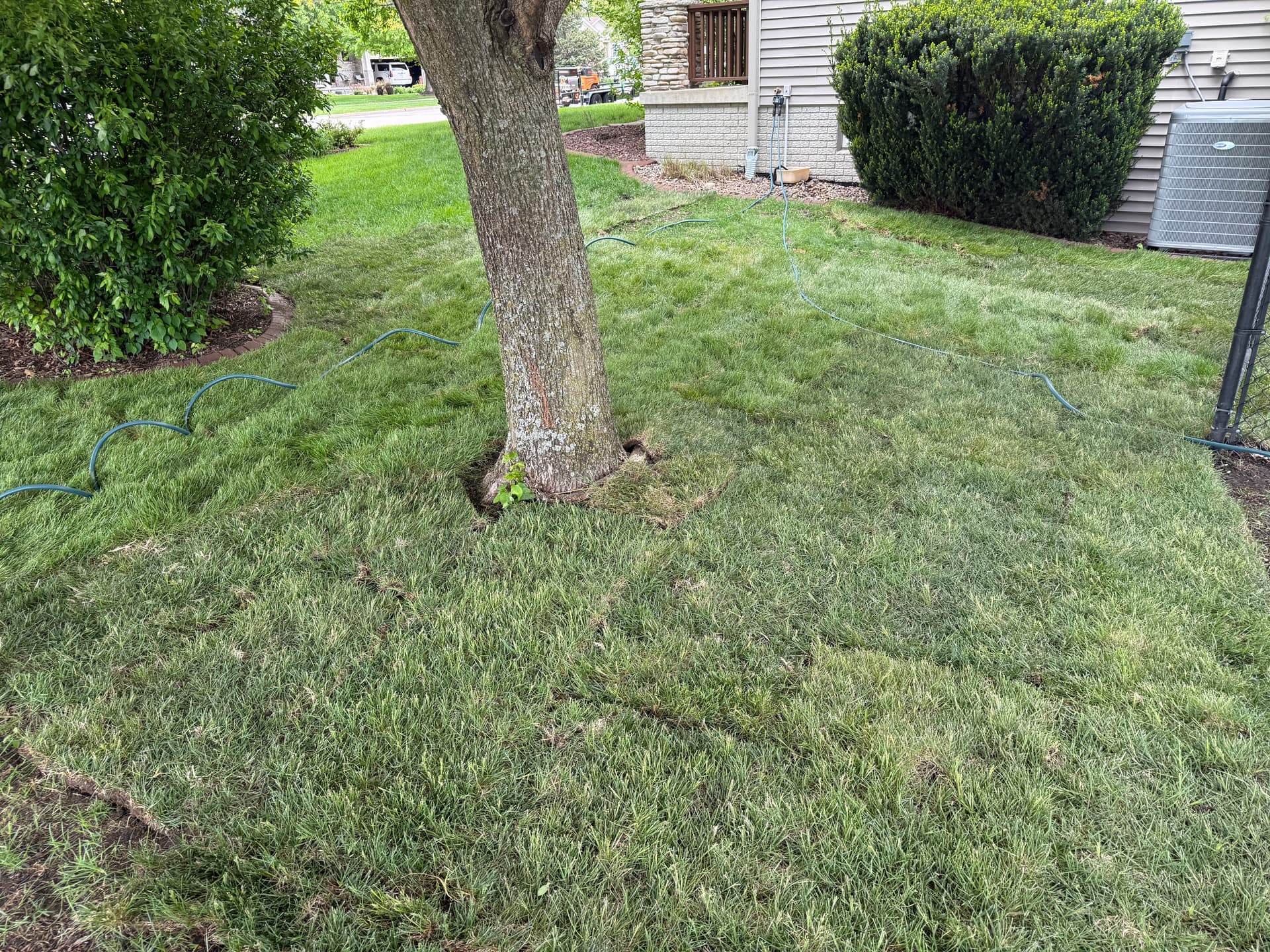 Gallery photos for French Drain and Full Yard Grade Finished Right with Fresh Sod: Image #3