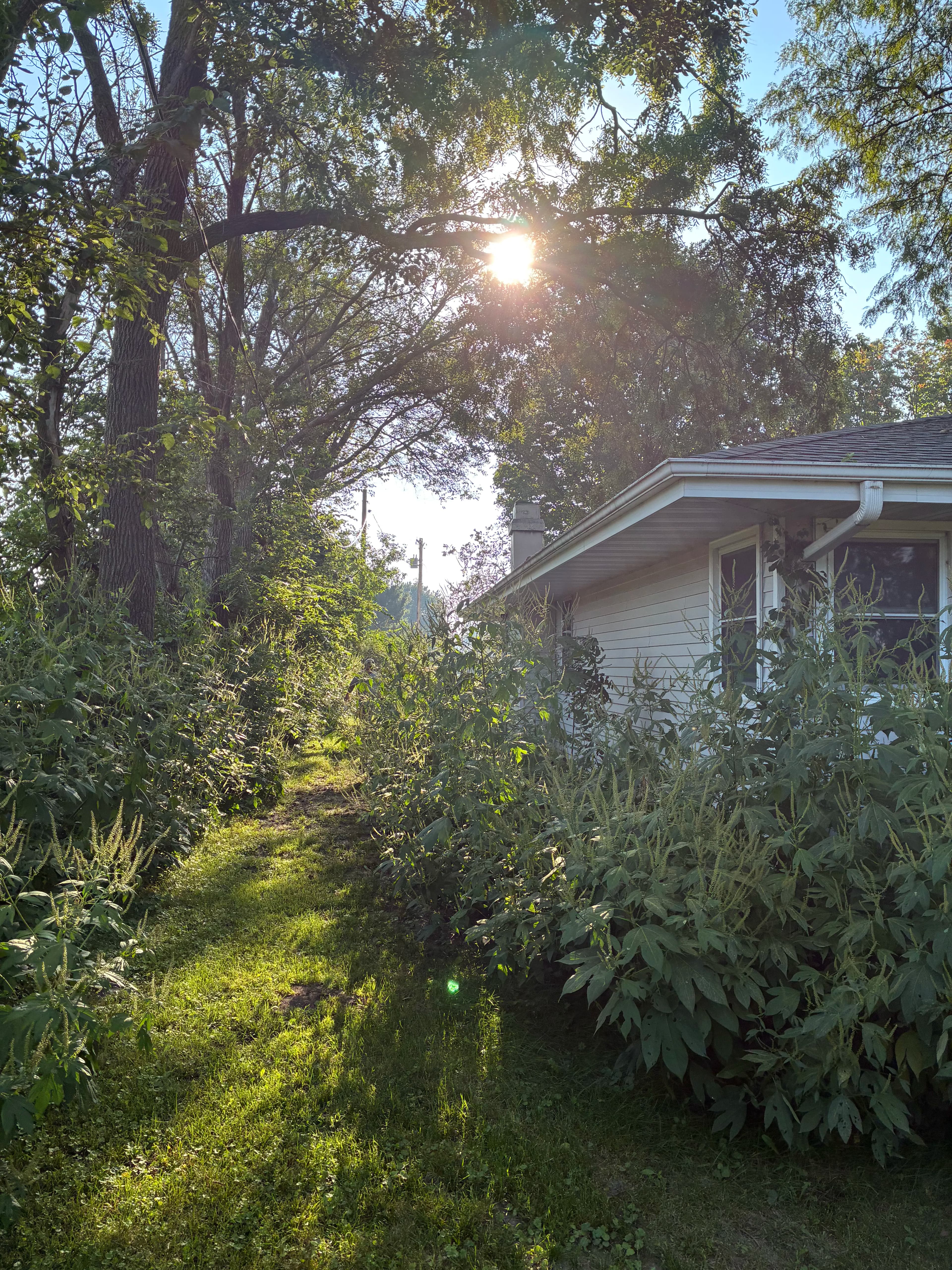 Project Overgrown Yard Cleanup Done Right for a Couple Who Needed It image