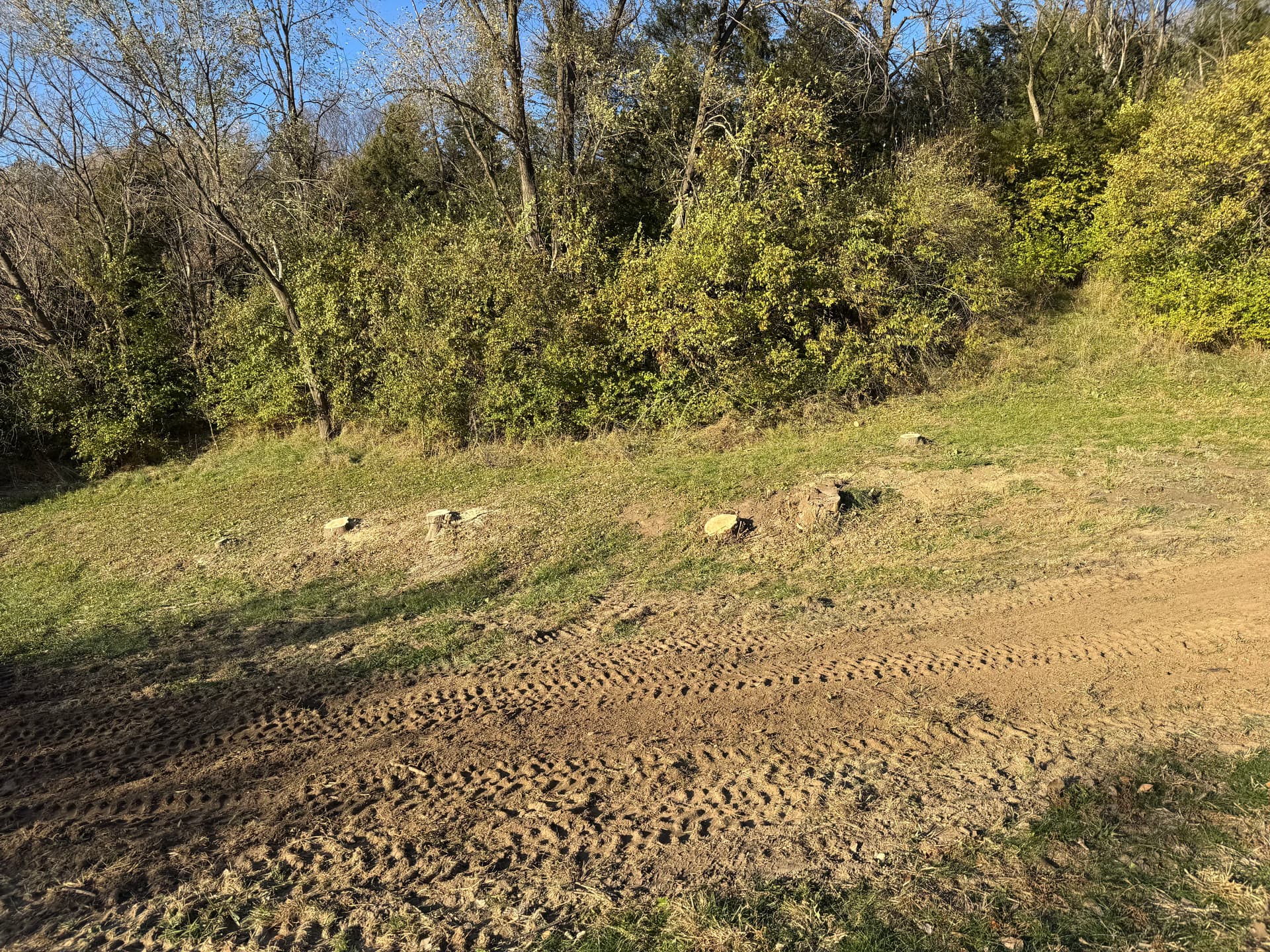 Gallery photos for 12 Tree Removal Job for a Retail Client Start to Finish: Image #2