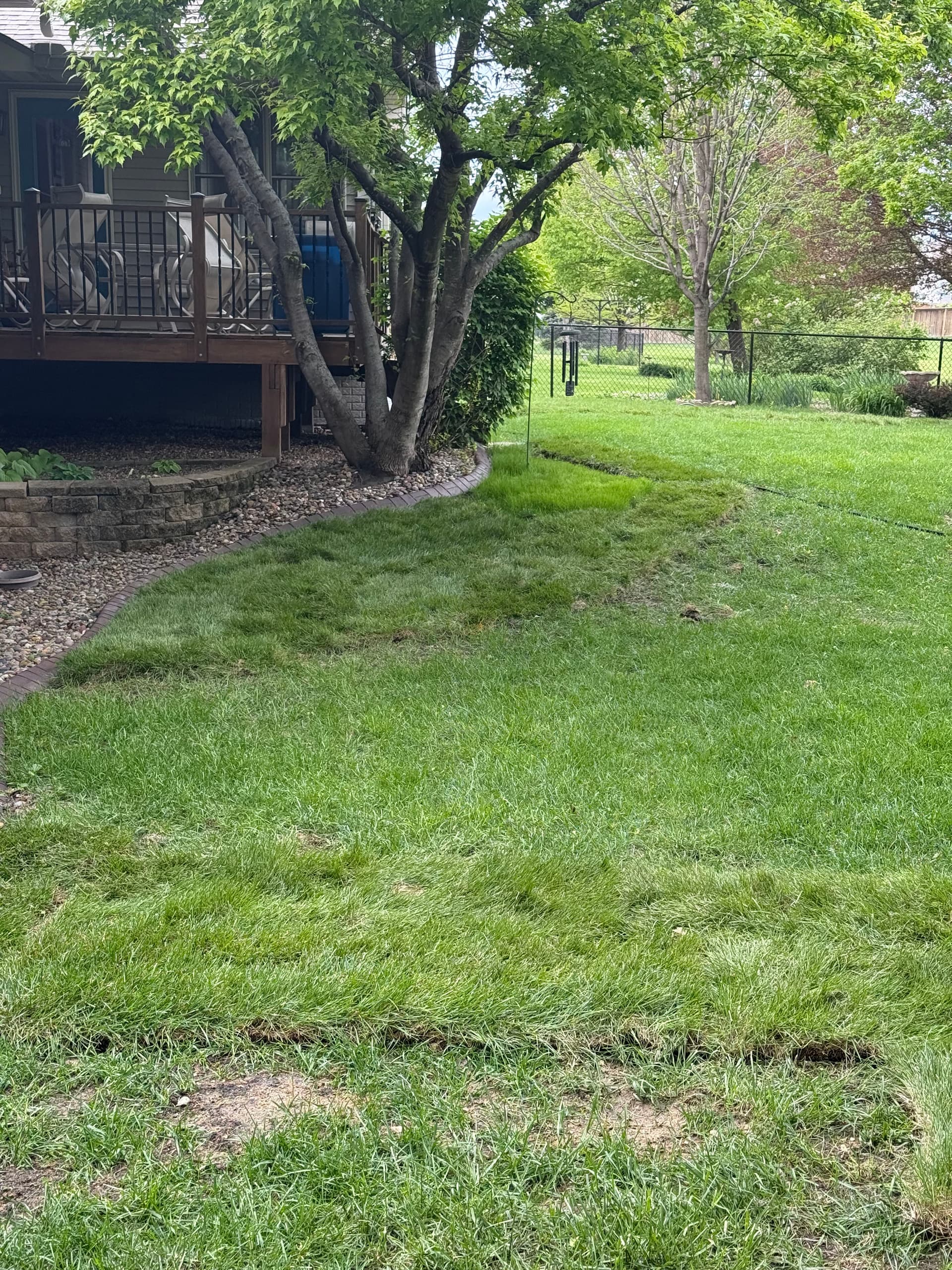 Gallery photos for French Drain and Full Yard Grade Finished Right with Fresh Sod: Image #2