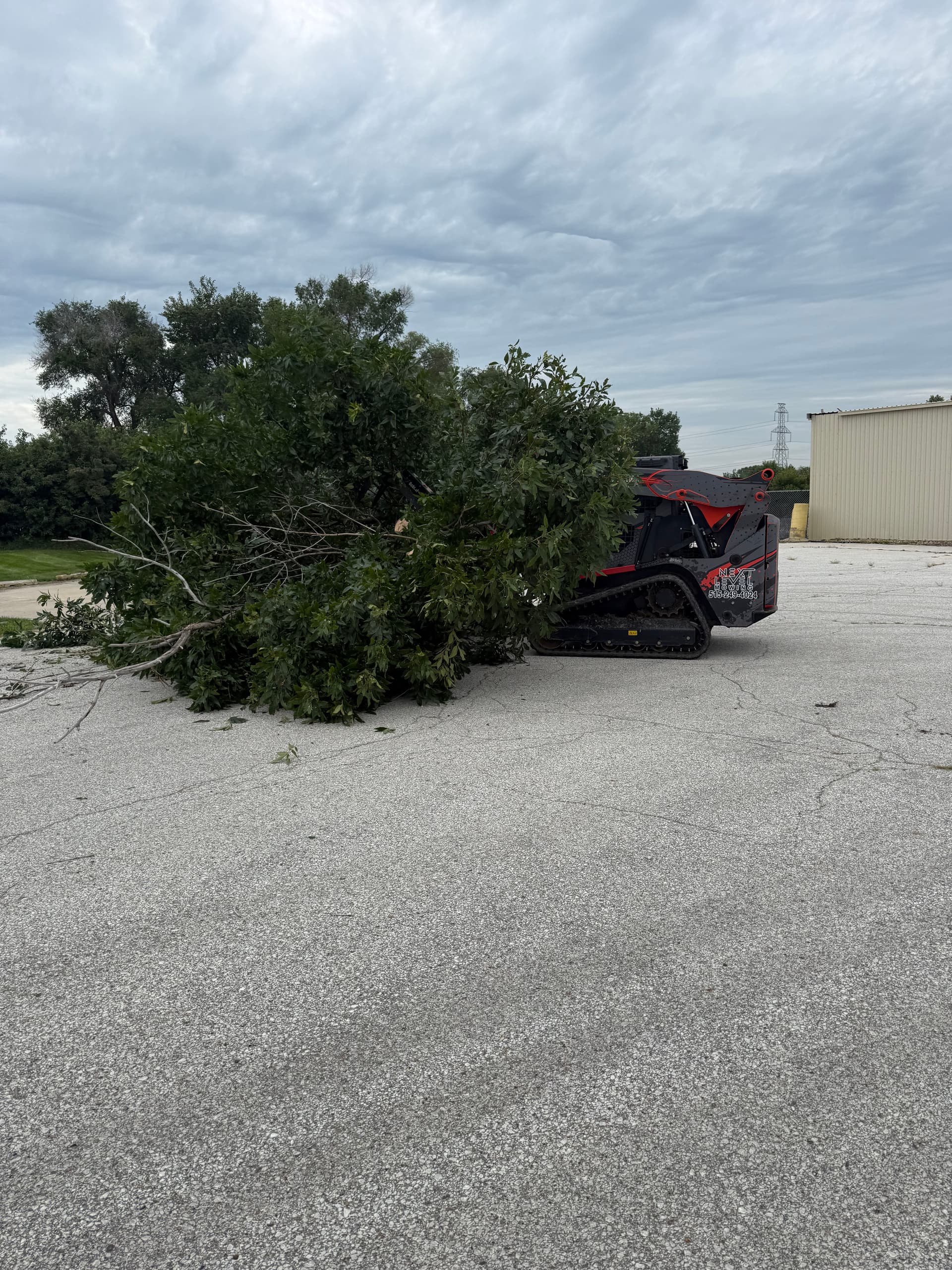 Gallery photos for Commercial Tree Removal Done Right - Safe and Efficient: Image #3