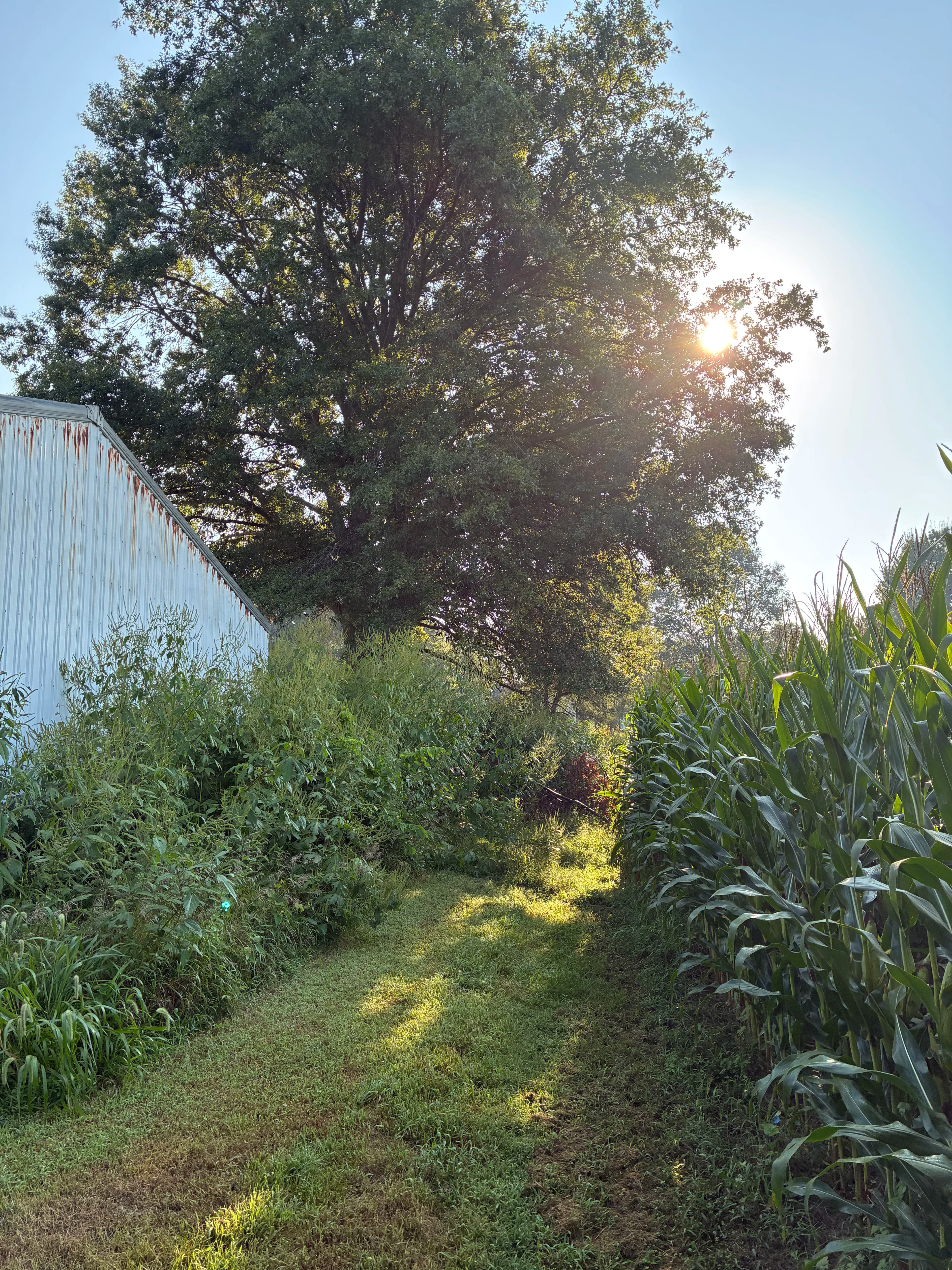 Project Full Property Overgrowth Cleanup in Altoona image