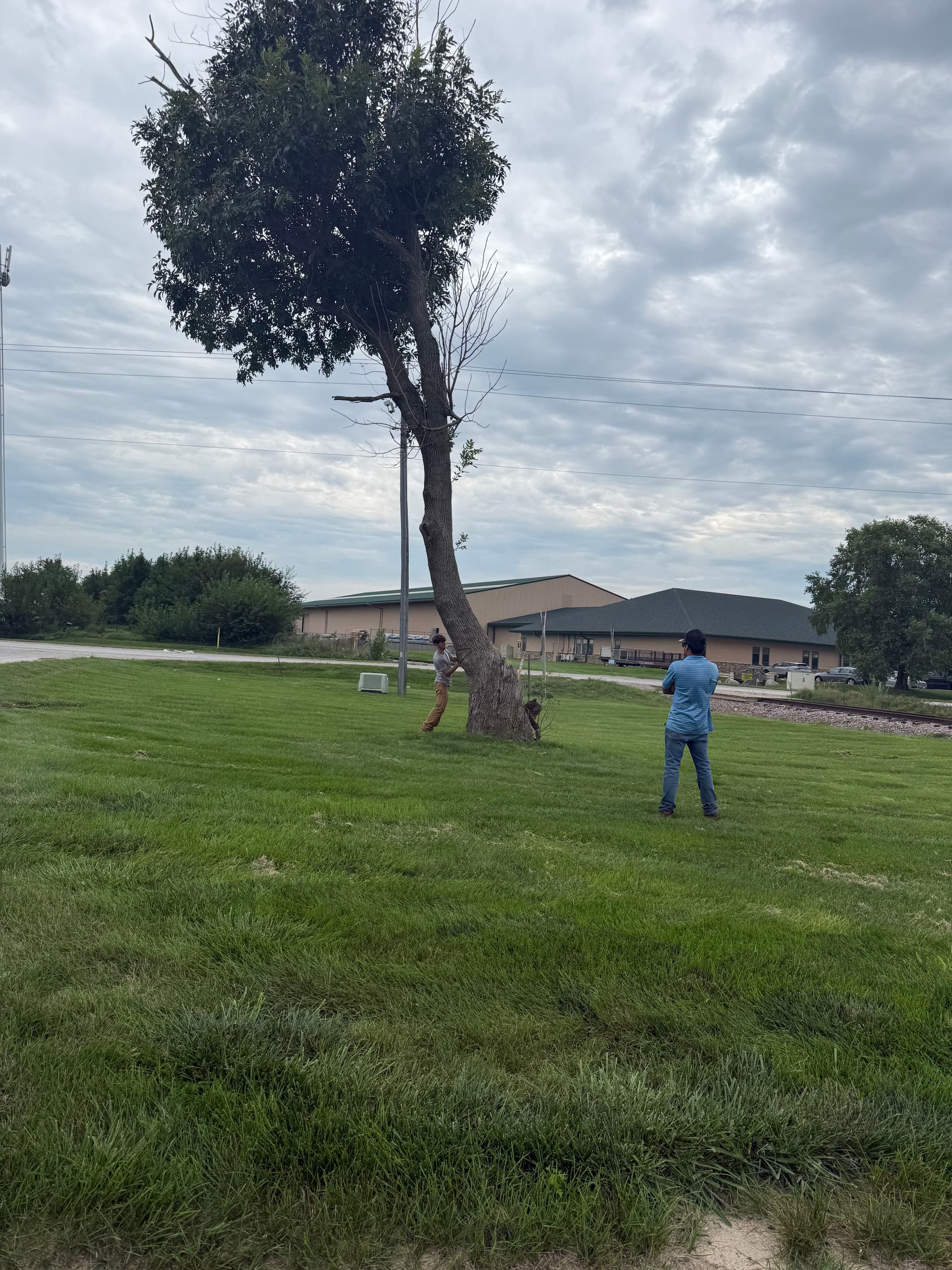 Commercial Tree Removal Done Right - Safe and Efficient image
