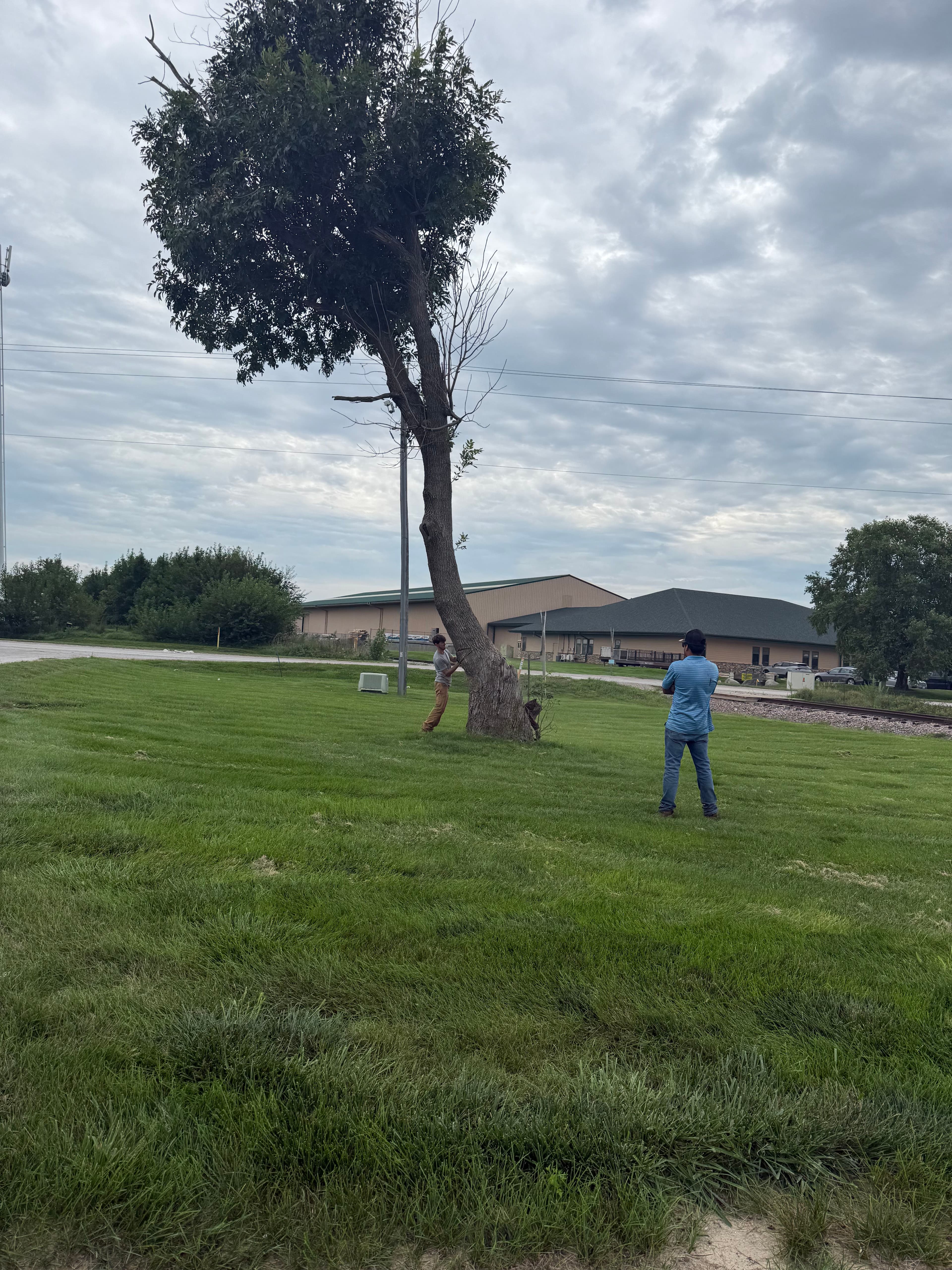 Project Commercial Tree Removal Done Right - Safe and Efficient image