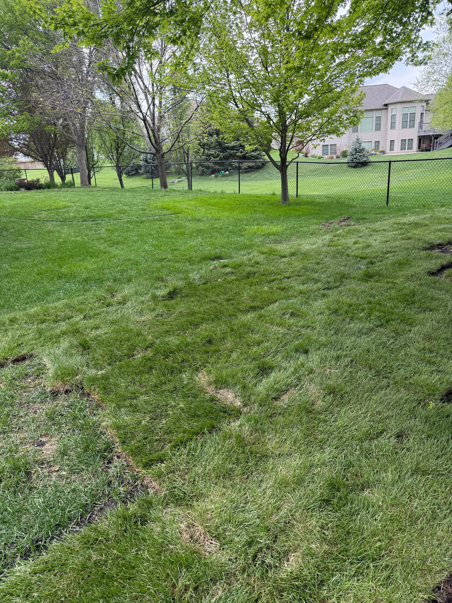 Gallery photos for French Drain and Full Yard Grade Finished Right with Fresh Sod: Image #1
