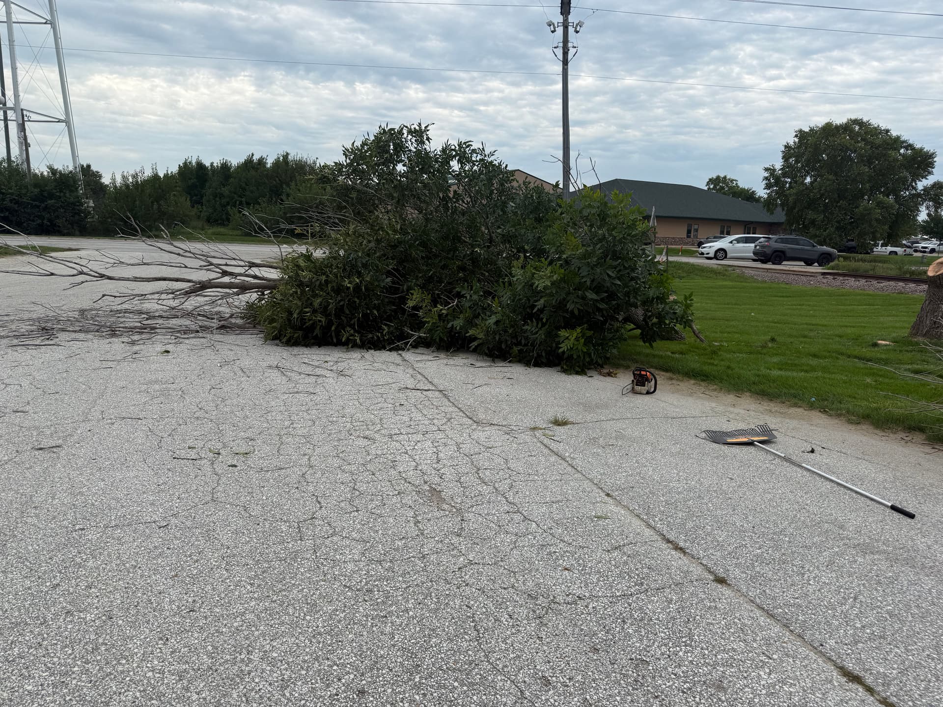 Gallery photos for Commercial Tree Removal Done Right - Safe and Efficient: Image #2