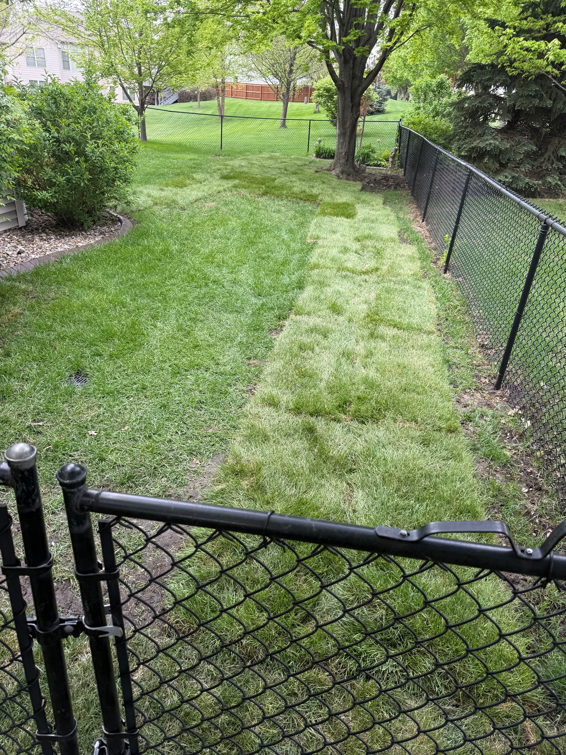 French Drain and Full Yard Grade Finished Right with Fresh Sod image