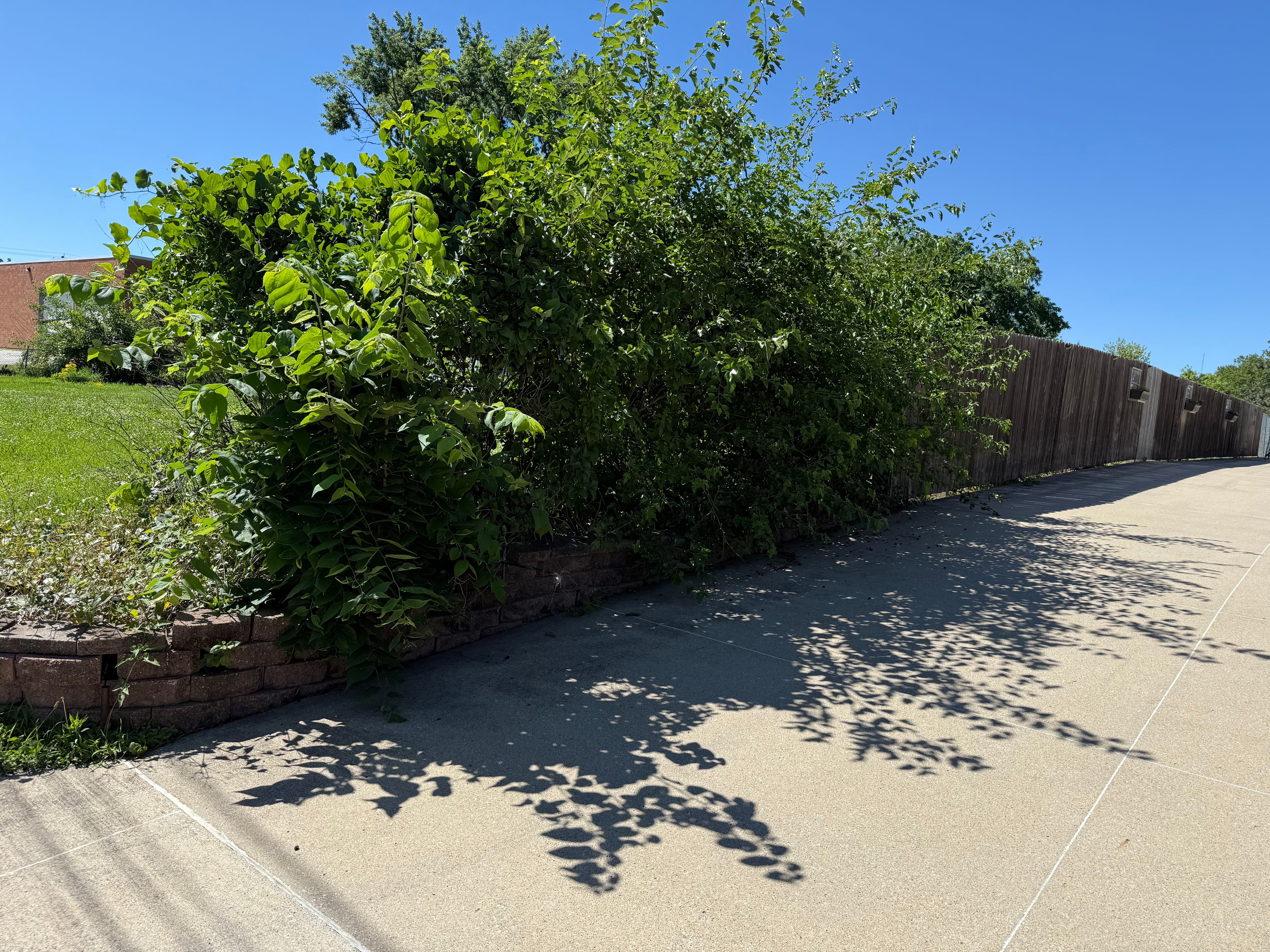 Project Overgrown Flower Bed Cleared and Prepped for Grass image