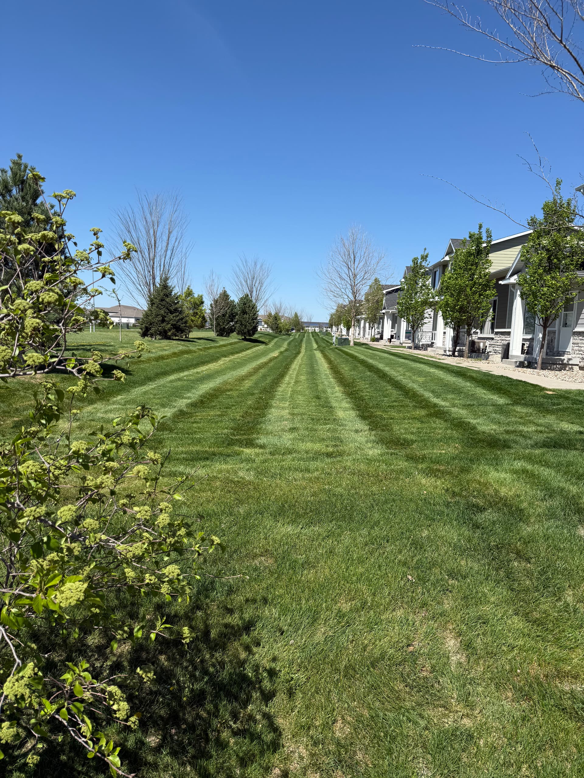 HOA Lawn Mowing with Deep Stripes in Waukee image