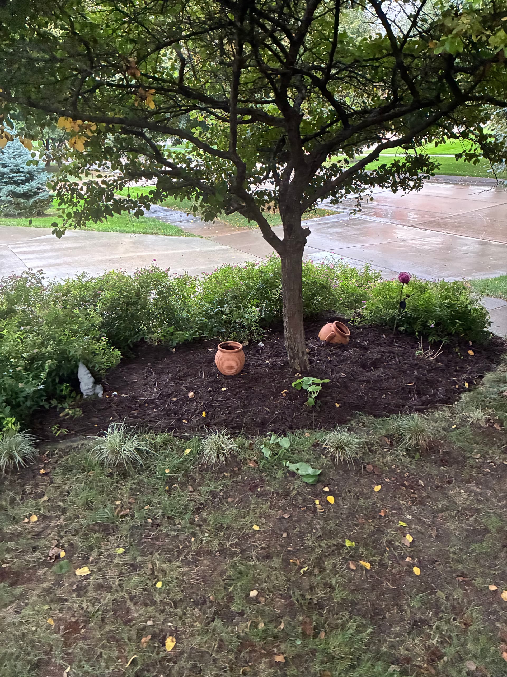 Gallery photos for Fresh Mulch and a Full Landscape Cleanup That Actually Shows: Image #5