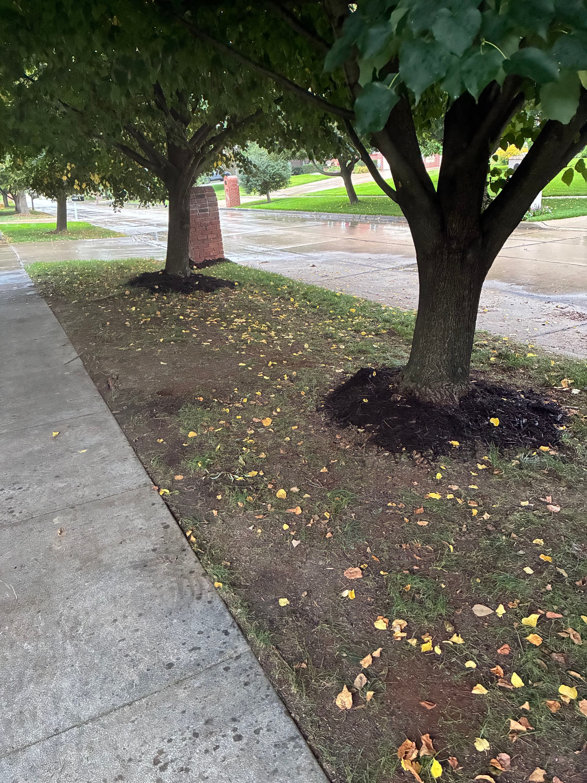 Gallery photos for Fresh Mulch and a Full Landscape Cleanup That Actually Shows: Image #8